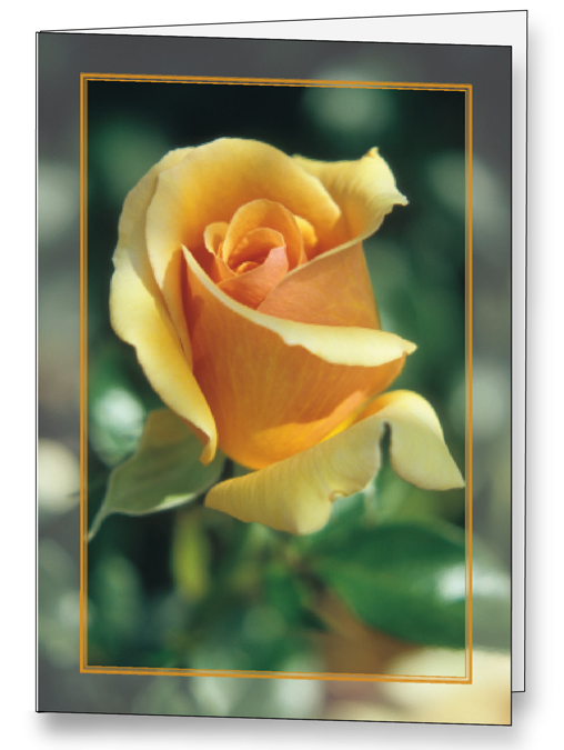 Yellow Rose - Spanish text <br>Acknowledgement Cards <br>25 per box