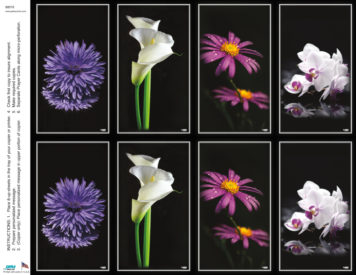 Flowers on Black <br>Classic 8-up Prayer Cards
